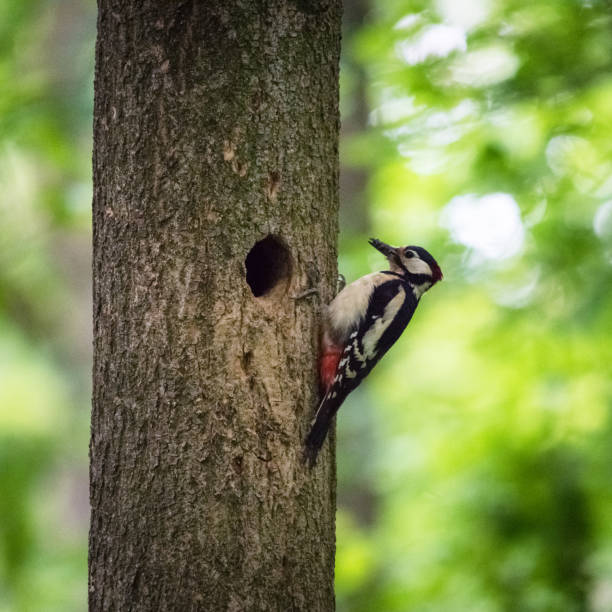 wielki dzięcioł plamisty (dendrocopos major) - dendrocopos zdjęcia i obrazy z banku zdjęć