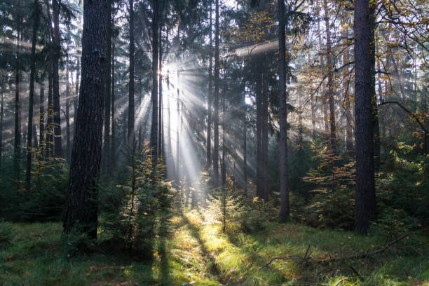 istock magical lights and shadows in the fairy tale forest 1332007314