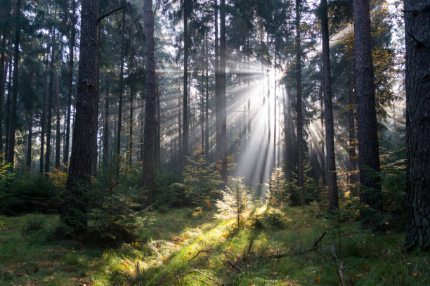istock magical lights and shadows in the fairy tale forest 1332007348