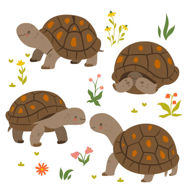 set von niedlichen schildkröten isoliert auf einem weißen hintergrund. vektorgrafik. - landschildkröte stock-grafiken, -clipart, -cartoons und -symbole