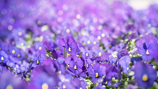 Blurred violet flowers pansies floral background