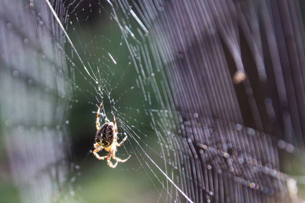 istock close-up of a spider in its cobweb in autumn sunlight 1332008224