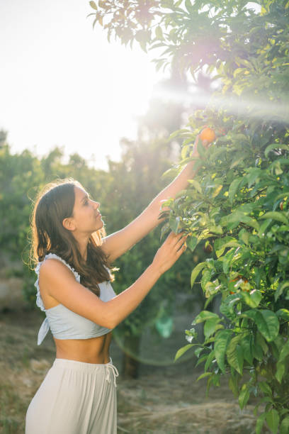 istock Young woman picks ripe oranges on a summer morning 1332008236