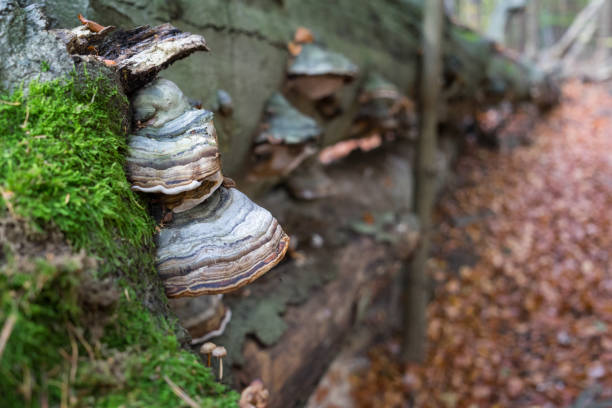 istock ancient tree trunk and mushrooms in the magical autumn forest 1332008479