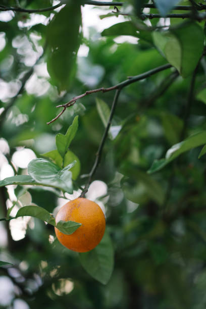 Close up of ripe navel orange hanging from lush tree