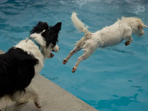 Photo of Dog shaking off the water after a swim in the pool