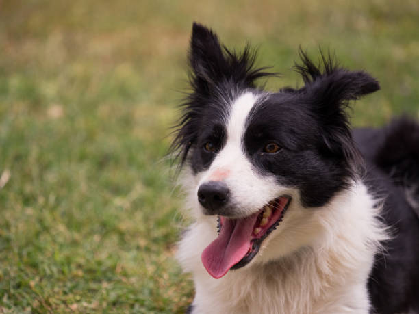 istock Black and white dog with its tongue out 1332008830