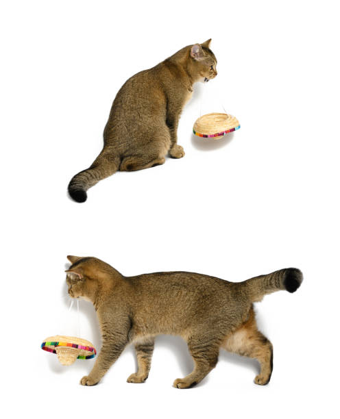 istock young gray cat scottish chinchilla straight-eared on a white background 1332008955