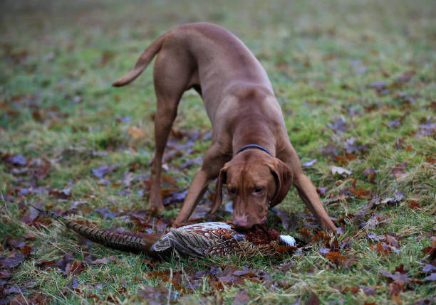 A young, brown Vizsla Gun-dog retrieving a recently shot pheasant from the grass, with autumn leaves lying around.