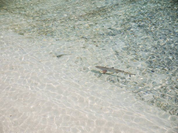 istock View of shark hunting fish in shallow waters 1332010946