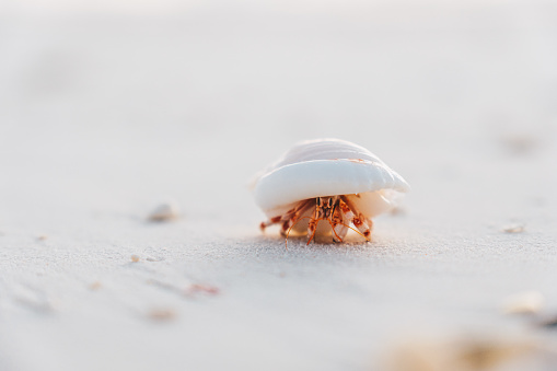 Red Sea ghost crab (Ocypode saratan), crab runs along the sand, burrows in the sand on the beach of the Red Sea