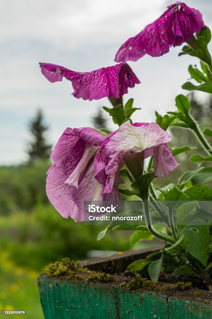 Withering or fading petunia in a wooden pot. A beautiful bokeh is visible in a background. Selective focus. Withering or fading petunia in a wooden pot. A beautiful bokeh is visible in a background. Flowers close-up. Selective focus. Petunia Stock Photo
