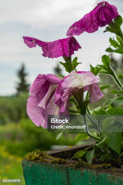 Withering Or Fading Petunia In A Wooden Pot A Beautiful Bokeh Is Visible In A Background Selective Focus Stock Photo - Download Image Now
