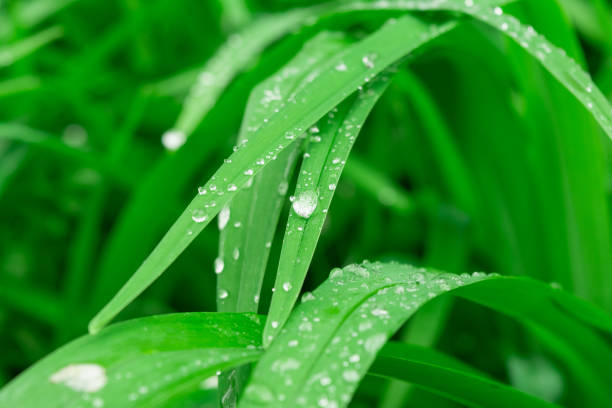 istock Water drops on the green grass. Close-up nature abstract background 1332011036