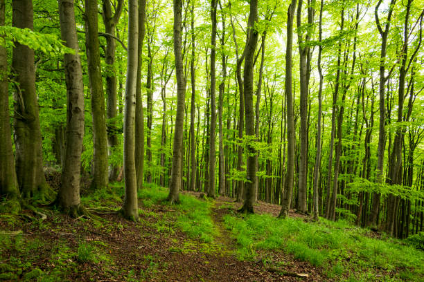 istock Beautiful springtime beech forest, Extertal, Teutoburg Forest, Germany 1332011124