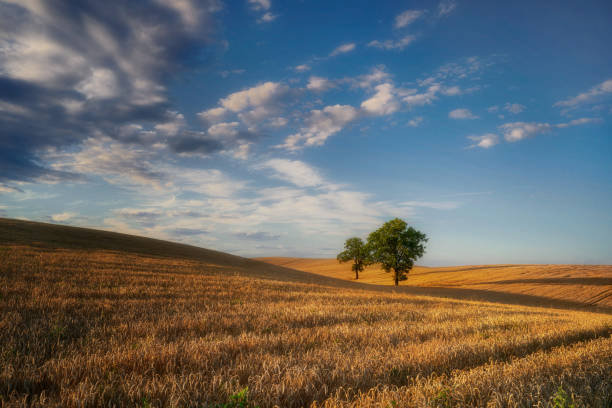 istock Two oaks among ripening grain, Poland 1332011196