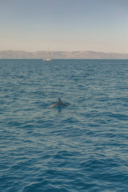 In the Adriatic Sea