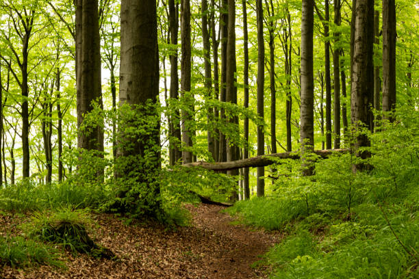 Hiking path in a beautiful springtime beech forest, Teutoburg Forest, Germany