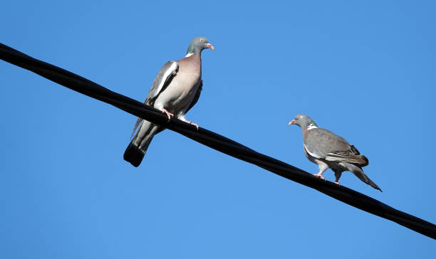 istock Low angle shot of two pigeons perched on an overhead power cable against a clear blue sky. 1332012302