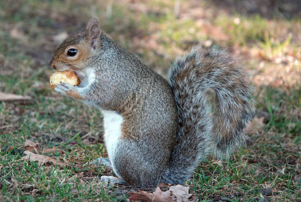 istock Close up shot of a grey squirrel eating a snack. 1332012321