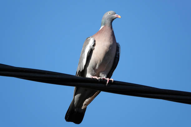 istock Low angle view of a wood pigeon perched on a cable against a blue sky. 1332012355