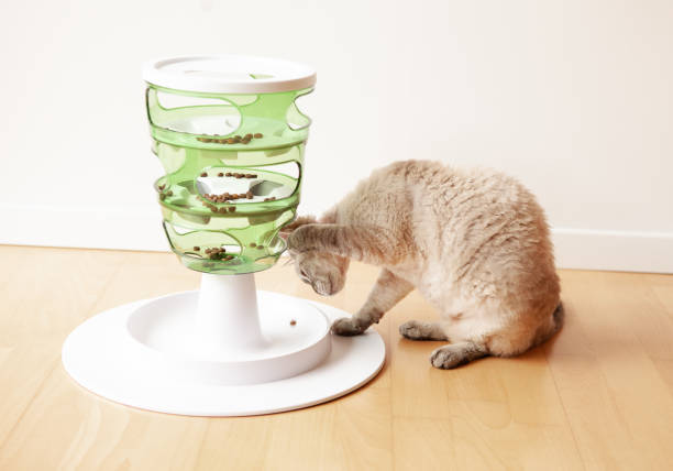 istock Playful Devon Rex cat is touching and punching dry food with paw. Interactive Cat Toy Slow Feeder- IQ Training Toy, 1332012365
