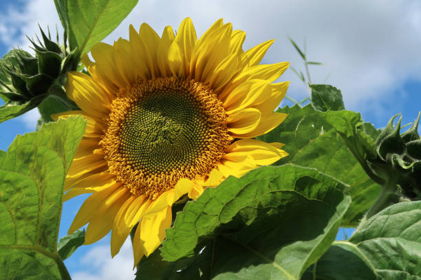 Single vibrant yellow sunflower in full bloom against the sky Single vibrant yellow sunflower in full bloom against a blue grey sky. delicate fragile petals and green foliage. Outdoors on a summers day. sunflower star stock pictures, royalty-free photos & images