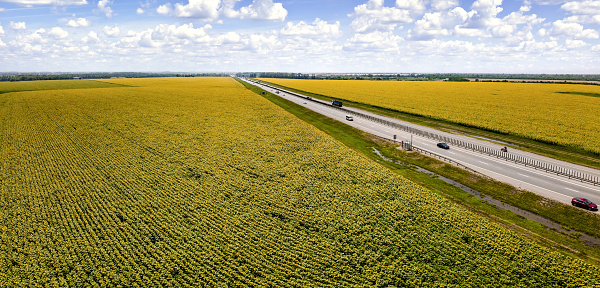 Sunflowers fields and a highway. Aerial view