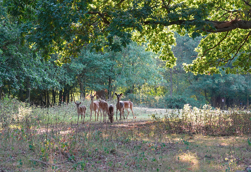 A herd of fallow deer in a forest clearing.