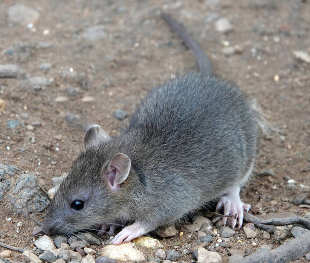 istock A side view of a brown rat on the ground. 1332013842