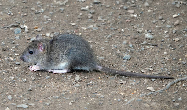 istock A side view of a brown rat on the ground. 1332014359