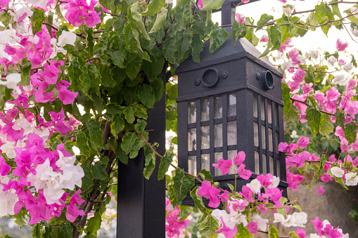 A retro style gas lamp hanging on a pole between many beautiful colorful bougainvilleas in Aegean little town. It is lightening the way to the door entrance. Romantic background with copy space.