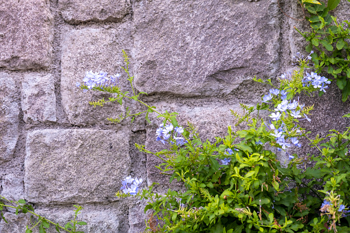 Beautiful historic stone wall with blue little flowers - forget-me-not and green leaves. Natural decoration in an ancient city building exterior. Historic old facade with plants. Harmonic background with large copy space.