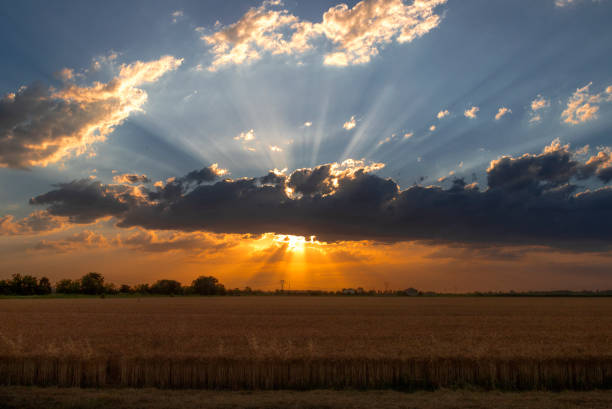 istock Walking in to the farm 1332014746