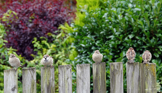 A group of house sparrows perched on a wooden fence.