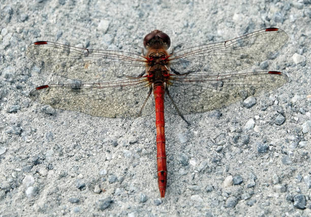 istock A red coloured darter dragonfly on a gravel path. 1332015649