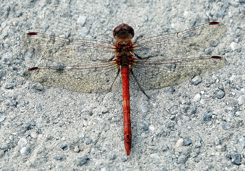 A red coloured darter dragonfly on a gravel path.