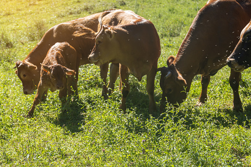 herd of brown dairy cows with a calf grazing in the bush on a sunny day