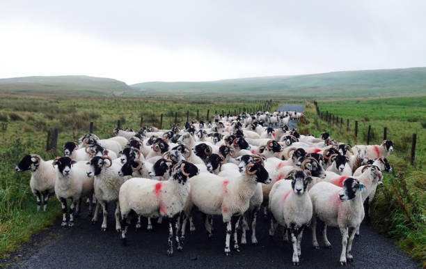 A flock of sheep blocking a road in the Yorkshire Dales. A flock of sheep blocking a road in the Yorkshire Dales. nigel pack stock pictures, royalty-free photos & images