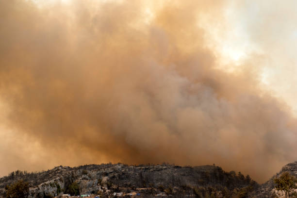 incendio forestal de manavgat - tree branch burnt silhouette fotografías e imágenes de stock
