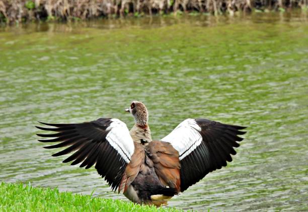 Egyptian Goose - rear view