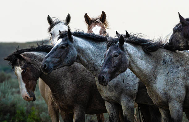 Wild horses in Theodor Roosevelt National Park.