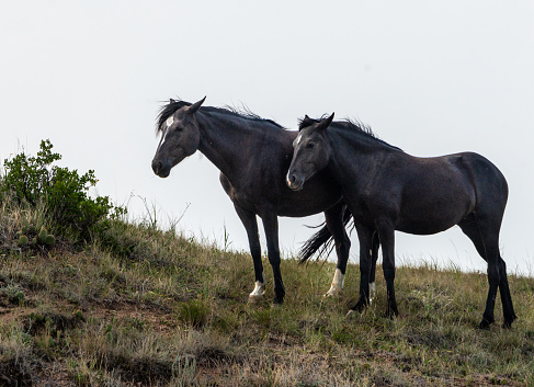 Wild horses in Theodor Roosevelt National Park.