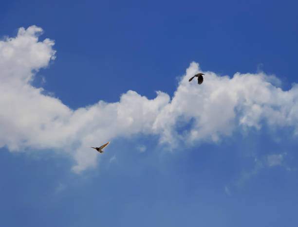 Beautiful Blue Sky And White Clouds. Two Birds Flying On Sky Beautiful Blue Sky And White Clouds. Two Birds Flying On Sky. Selective Focus shutterstock images for free stock pictures, royalty-free photos & images