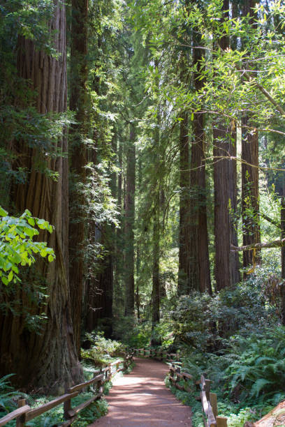istock Hiking path through the redwoods in Muir Woods 1332018815