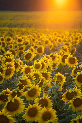 Sunflowers in evening sunlight. Field of sunflowers at the sunset. Summer background.