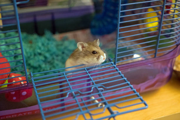A pet Russian Drawf Hamster has his cage door open. He is sniffling, being curious to be picked up or come out to explore.