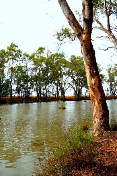 istock Lower Moira, Victoria, Australia 1332025127