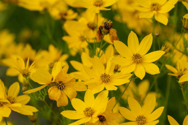 istock Yellow chrysanthemums in full bloom 1332025818