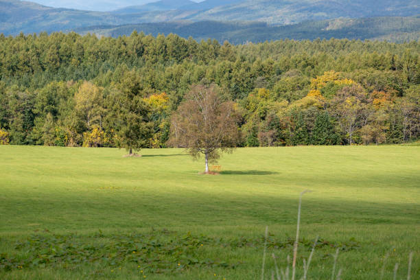 istock Birch standing on a green meadow in autumn 1332025877